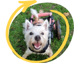 Pumpkin the paralysed Westie